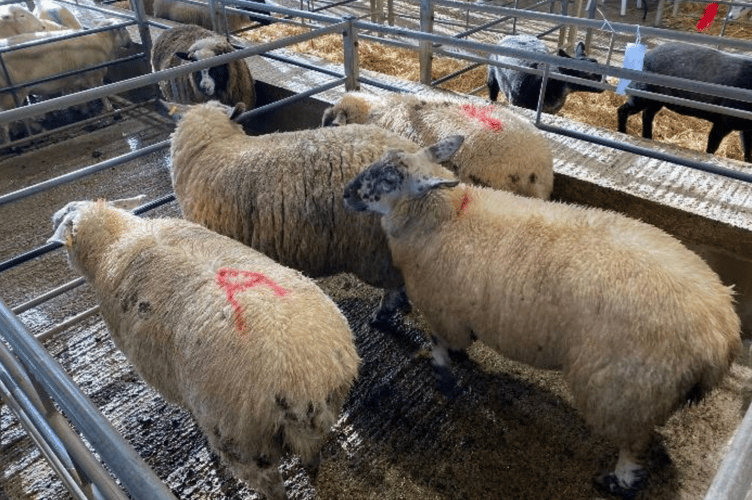 Lambs to £174 for 72.5kg lambs
from Mr M A Horrocks of Cubert.