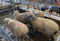 Truro Livestock Market Report: Wednesday, December 3