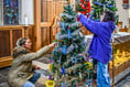 Christmas tree festival hailed a resounding success