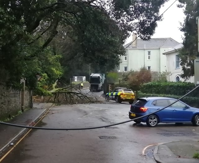 Tree down in Liskeard as Storm Bram hits