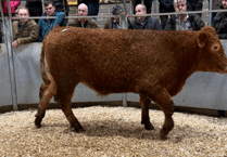 Truro Livestock Market Report: Wednesday, December 10