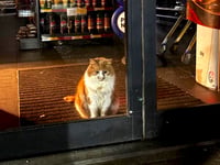 Cat burglar is the real deal at Tesco store