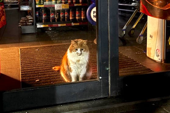 Dylan the Cat looking sorry for himself inside the Tesco store. (Picture: St Austell Police)