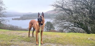 Lifeline charity helps former police dog back on his paws