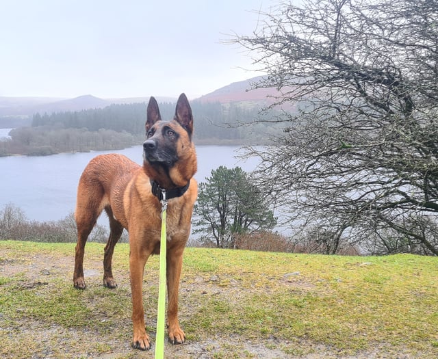 Lifeline charity helps former police dog back on his paws