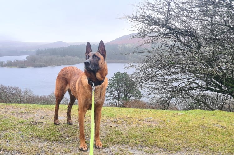 Thanks to emergency support from the Thin Blue Paw Foundation, Max has undergone vital surgery to treat a painful infection in his leg that had been causing ongoing problems