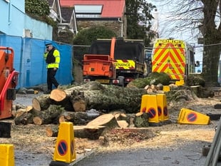 Council changes to be made following controversial felling of trees