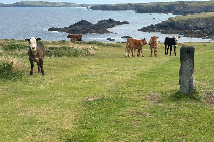Beverly Chapman Cows on Cornwall Coast Path