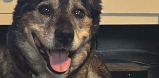 Rescue dog finds forever home in time for Christmas
