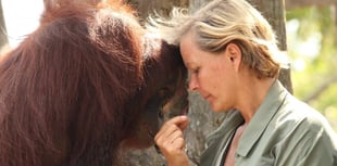 Rainforest destruction inspires children's book 
