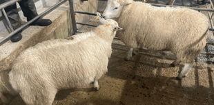 Truro Livestock Market Report: Wednesday, December 17