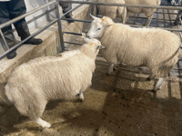 Truro Livestock Market Report: Wednesday, December 17