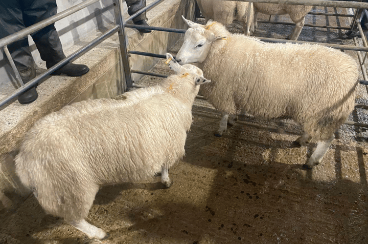 £165.00 for 62.00kg lambs from Mr S J Greaves of Rose, Truro.