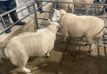 Truro Livestock Market Report: Wednesday, December 17