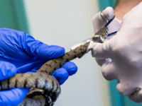 Liskeard incident one of many as RSPCA faces rising demand for rescues