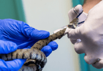 Liskeard incident one of many as RSPCA faces rising demand for rescues