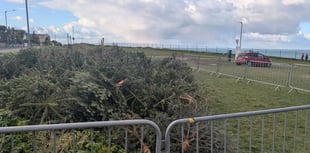 Christmas tree recycling initiative launched