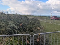 Christmas tree recycling initiative launched