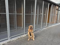 Dog rescue centre redevelopment to be officially unveiled