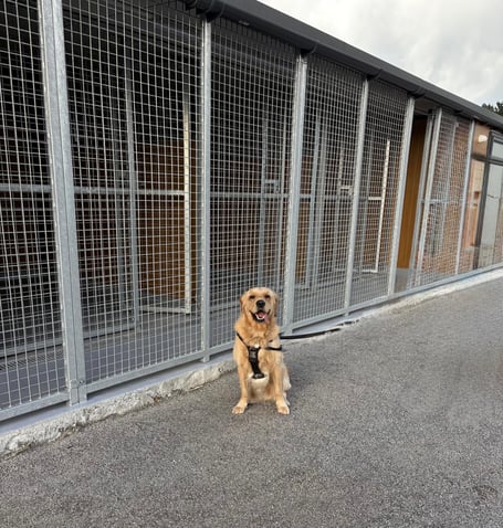 Ten replacement kennels and two isolation kennels have been built