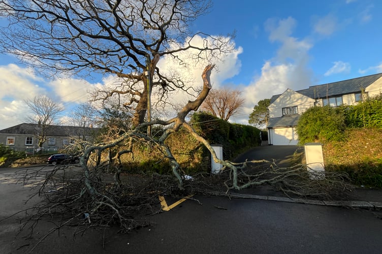 A tree down in Truro's Bodmin Road during Storm Goretti