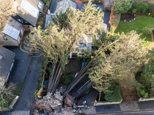 Storm Goretti uproots century-old trees onto Truro family home
