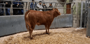 Truro Livestock Market Report: Wednesday, January 7