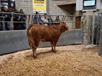 Truro Livestock Market Report: Wednesday, January 7