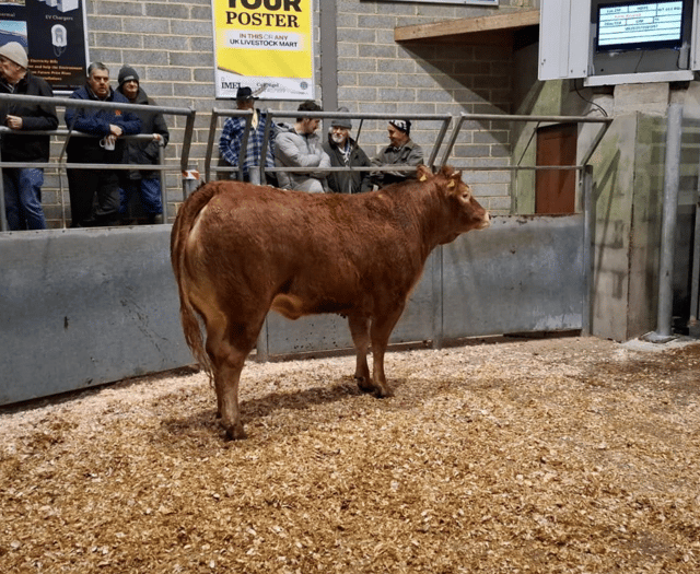 Truro Livestock Market Report: Wednesday, January 7