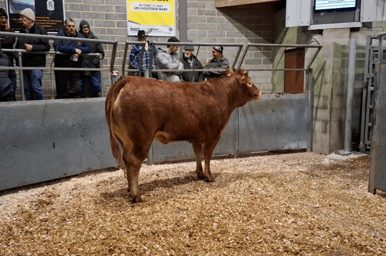 Limousin x heifer to 432p (653kg) for Messrs W T Bryant & Sons of Helston”.