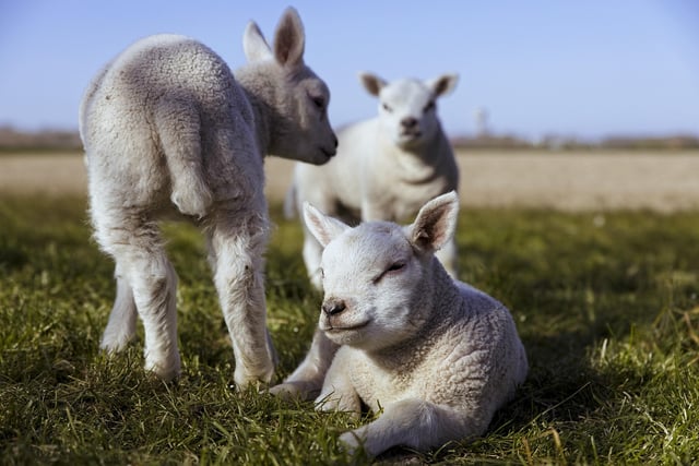 Farmers battling  ‘a perfect storm’ of nutritional challenges