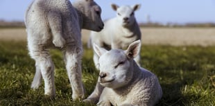 Sheep Association calls on dog owners to tackle sheep worrying