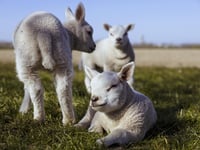 Farmers battling  ‘a perfect storm’ of nutritional challenges