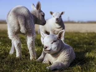 Sheep Association calls on dog owners to tackle sheep worrying