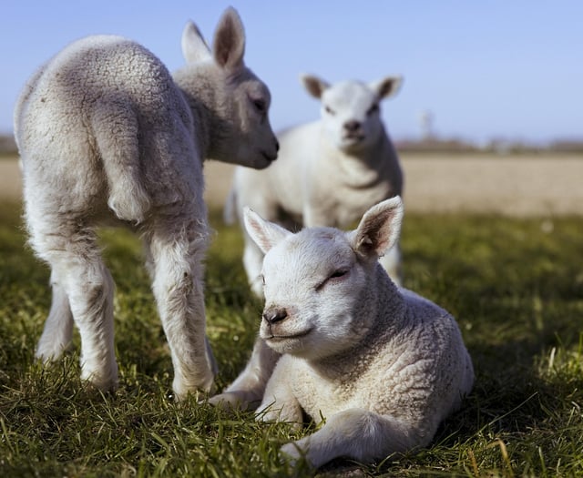 Sheep Association calls on dog owners to tackle sheep worrying