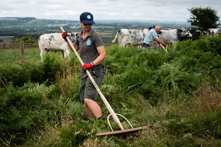 A Cornwall Heritage Trust Ranger undertaking bracken management at the monument to archaeologically protect and ecologically improve the site (Picture: Cornwall Heritage Trust)