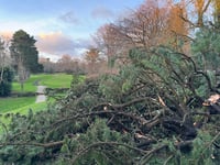 True tragedy of Storm Goretti trees may never be known
