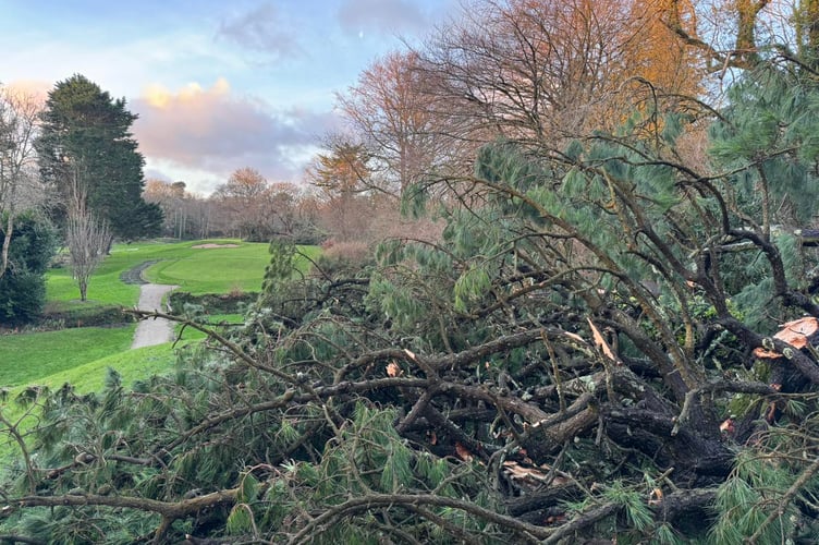 Storm Goretti wreaked havoc at Truro Golf Club bringing down in the region of 80 to 100 trees on the course