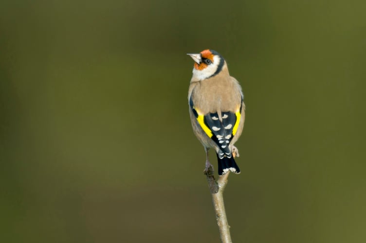 Goldfinch Carduelis carduelis, looking around from a bare twig, Co. Durham, November
