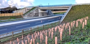 Green bridge planting provides final flourish to A30 upgrade