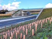 Green bridge planting provides final flourish to A30 upgrade