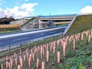 Green bridge planting provides final flourish to A30 upgrade