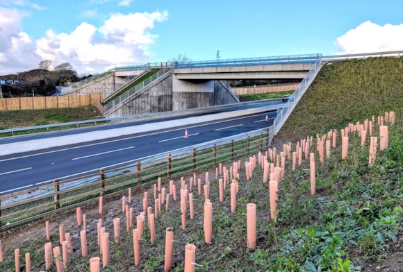 Green bridge planting provides final flourish to A30 upgrade