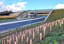 Green bridge planting provides final flourish to A30 upgrade’s legacy work