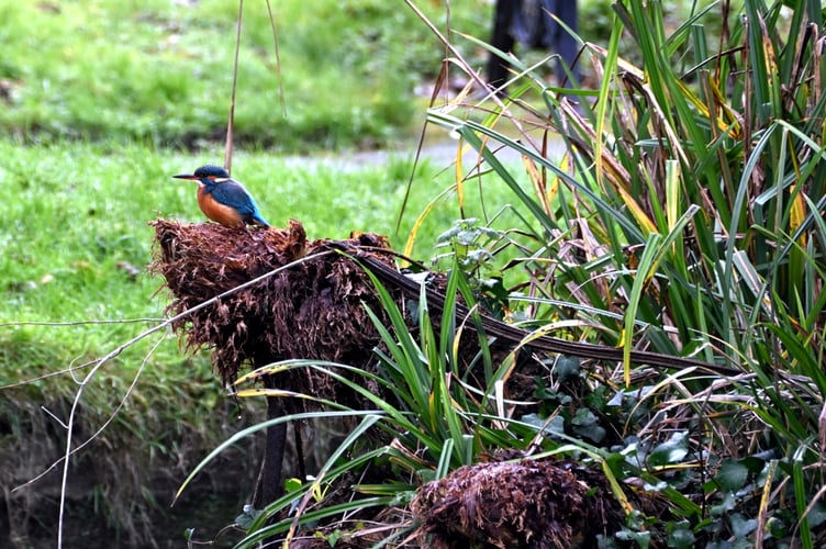 The Kingfisher taking a rest (Picture: Bob Quinn)