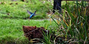 Sighting of Kingfisher creates buzz at beauty spot