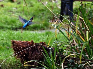 Sighting of Kingfisher creates buzz at beauty spot