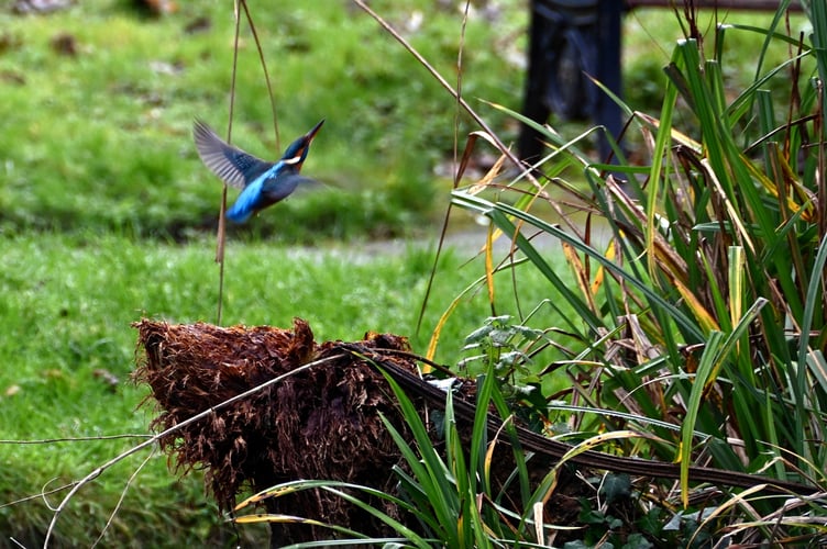 The Kingfisher hovering at the boating lake (Picture: Bob Quinn)