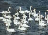 Cornwall Favourites: A haven for birds and an ancient heritage site