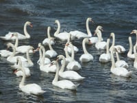 Cornwall Favourites: A haven for birds and an ancient heritage site